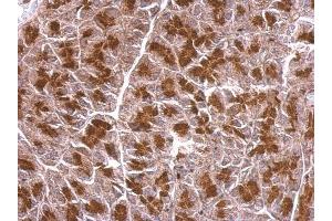 IHC-P Image BZW2 antibody detects BZW2 protein at cytosol on mouse pancreas by immunohistochemical analysis. (BZW2 antibody)