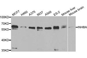 Western blot analysis of extracts of various cell lines, using INHBA antibody (ABIN5973449) at 1/1000 dilution. (INHBA antibody)