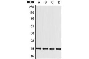 Western blot analysis of MED30 expression in HCT116 (A), HEK293T (B), Raw264.