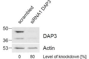 ABIN184743 (1 µg/mL) staining of HeLa lysate (control in left lane and after si-RNA-mediated DAP3 knock-down expresson in right lane) (35 µg protein in RIPA buffer). (DAP3 antibody  (C-Term))