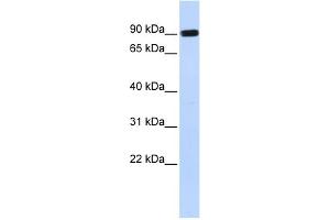 WB Suggested Anti-HECTD2 Antibody Titration:  0. (HECTD2 antibody  (Middle Region))