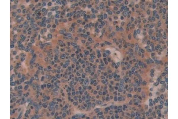 Olfactomedin 4 antibody  (AA 238-500)