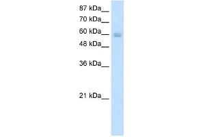 NKX6-3 antibody (20R-1236) used at 0. (NK6 Homeobox 3 antibody  (N-Term))