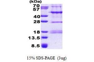 SDS-PAGE (SDS) image for PHD Finger Protein 13 (PHF13) (AA 1-300) protein (His tag) (ABIN6387231)