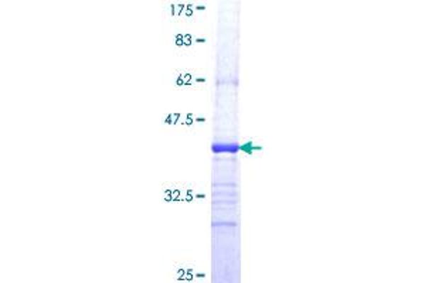 FZD8 Protein (AA 72-161) (GST tag)