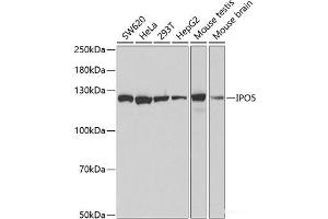 Western blot analysis of extracts of various cell lines using IPO5 Polyclonal Antibody at dilution of 1:1000. (Importin 5 antibody)