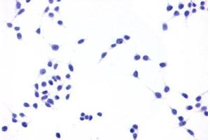 Image no. 2 for anti-Prostaglandin E Receptor 4 (Subtype EP4) (PTGER4) (C-Term) antibody (ABIN1049258) (PTGER4 antibody  (C-Term))