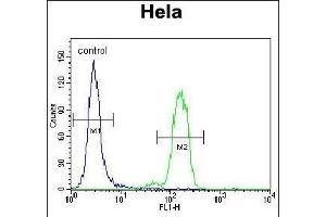Bad BH3 Domain Antibody (ABIN388118 and ABIN2846287) flow cytometric analysis of Hela cells (right histogram) compared to a negative control (left histogram). (BAD antibody  (AA 92-127))