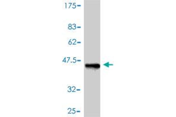 UQCRH antibody  (AA 1-91)