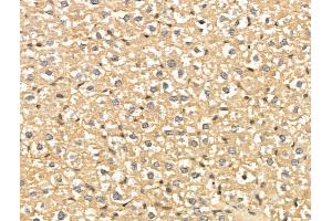 ABIN7094387 and ABIN7098434 at 1/100 staining Rat liver tissue by IHC-P.