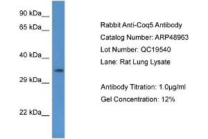 Western Blotting (WB) image for anti-Coenzyme Q5, Methyltransferase (COQ5) (N-Term) antibody (ABIN2783584) (COQ5 antibody  (N-Term))