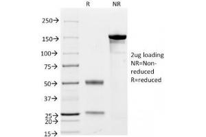 SDS-PAGE Analysis of Purified, BSA-Free CD79a Antibody Cocktail (clones JCB117 + HM47/A9).