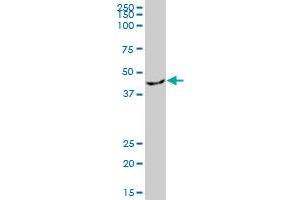 EIF2B2 MaxPab polyclonal antibody.