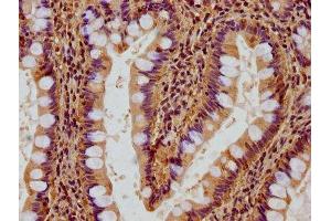 IHC image of ABIN7167457 diluted at 1:500 and staining in paraffin-embedded human small intestine tissue performed on a Leica BondTM system. (GNB2L1 antibody  (AA 93-317))