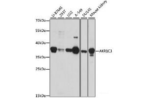 Western blot analysis of extracts of various cell lines using AKR1C3 Polyclonal Antibody at dilution of 1:1000. (AKR1C3 antibody)