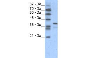 WB Suggested Anti-POU5F1  Antibody Titration: 1. (OCT4 antibody  (N-Term))