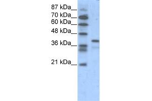 WB Suggested Anti-POU5F1  Antibody Titration: 1.