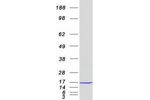 Validation with Western Blot (NDUFAB1 Protein (Myc-DYKDDDDK Tag))