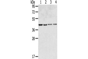 Gel: 8 % SDS-PAGE,Lysate: 40 μg,Lane 1-4: HepG2 cells, 231 cells, Hela cells, Lovo cells,Primary antibody: ABIN7190846(GPR15 Antibody) at dilution 1/350 dilution,Secondary antibody: Goat anti rabbit IgG at 1/8000 dilution,Exposure time: 20 seconds (GPR15 antibody)