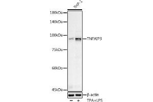 Western blot analysis of extracts of various cell lines, using (ABIN3022984, ABIN3022985, ABIN3022986 and ABIN6219332) at 1:500 dilution. (TNFAIP3 antibody  (AA 1-190))