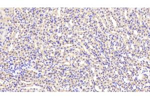 Detection of LDHB in Mouse Kidney Tissue using Polyclonal Antibody to Lactate Dehydrogenase B (LDHB) (LDHB antibody  (AA 1-334))