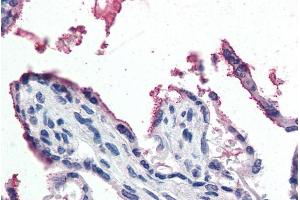 ABIN190837 (5µg/ml) staining of paraffin embedded Human Placenta.