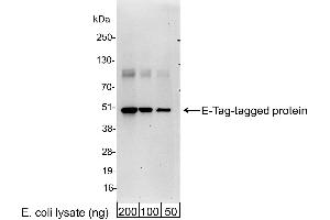 anti-E Tag antibody