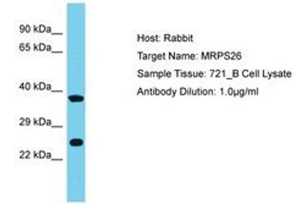 MRPS26 antibody  (AA 134-183)