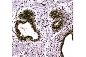 IHC testing of FFPE mouse testis tissue with UBA2 antibody at 1ug/ml.