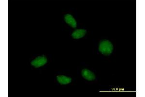 Immunofluorescence of purified MaxPab antibody to FLJ10292 on HeLa cell. (Mago Nashi Homolog 2 antibody  (AA 1-148))