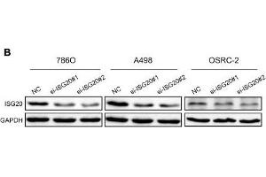 ISG20 promoted ccRCC cell proliferation in vitro. (GAPDH antibody)