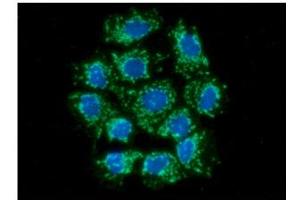 ICC/IF analysis of AIFM1 in Hep3B cells line, stained with DAPI (Blue) for nucleus staining and monoclonal anti-human AIFM1 antibody (1:100) with goat anti-mouse IgG-Alexa fluor 488 conjugate (Green). (AIF antibody  (AA 98-609))
