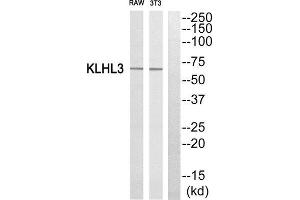 Western Blotting (WB) image for anti-Kelch-Like 3 (KLHL3) (N-Term) antibody (ABIN1850052) (KLHL3 antibody  (N-Term))