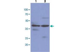 Western blot analysis of cell lysates (each 40 ug) byNAGK monoclonal antibody, clone AT4D12  (1:1000). (NAGK antibody  (AA 1-344))
