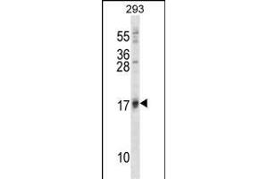 ISG15 Antibody (A46) (ABIN387983 and ABIN2844984) western blot analysis in 293 cell line lysates (35 μg/lane).