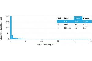 Analysis of Protein Array containing more than 19,000 full-length human proteins using Frataxin Mouse Monoclonal Antibody (FXN/2124). (Frataxin antibody  (AA 57-210))