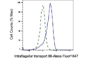 Validation of Intraflagellar transport 88 knockdown using flow cytometry.