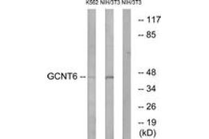Western blot analysis of extracts from NIH-3T3/K562 cells, using GCNT6 Antibody.