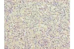 Immunohistochemistry of paraffin-embedded human spleen tissue using ABIN7158170 at dilution of 1:100 (LRRC3B antibody  (AA 34-204))