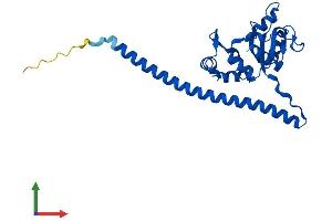 AlphaFold protein structure predicition of Human Recombinant RPL7 Protein, UniprotID P18124 (RPL7 Protein (AA 1-248) (His tag))