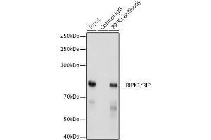 Immunoprecipitation analysis of 300 μg extracts of HeLa cells using 3 μg RIPK1/RIP antibody (ABIN7269886).