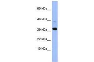 Image no. 1 for anti-Mitochondrial Ribosomal Protein L47 (MRPL47) (AA 35-84) antibody (ABIN6744216)