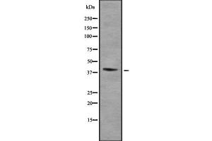 Western blot analysis of HOXA2 using HepG2 whole cell lysates (HOXA2 antibody  (Internal Region))