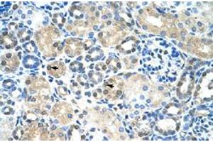 Immunohistochemical staining (Formalin-fixed paraffin-embedded sections) of human kidney with IER2 polyclonal antibody  at 4-8 ug/mL working concentration. (IER2 antibody  (N-Term))