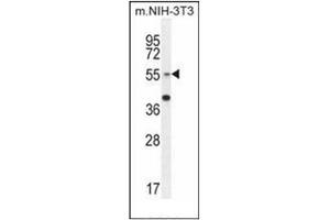 Western blot analysis of GCNT3 Antibody (C-term) in mouse NIH-3T3 cell line lysates (35ug/lane).