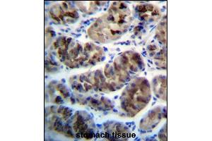 ZDHHC20 Antibody (N-term) (ABIN657278 and ABIN2846367) immunohistochemistry analysis in formalin fixed and paraffin embedded human stomach tissue followed by peroxidase conjugation of the secondary antibody and DAB staining.