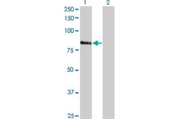 RNF103 anticorps  (AA 501-599)