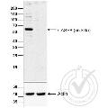 anti-Caspase 8 (CASP8) (AA 411-482) antibody
