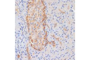 Immunohistochemistry of paraffin-embedded rat pancreas using DLL1 antibody (ABIN7266726) at dilution of 1:100 (40x lens). (DLL1 antibody  (AA 573-723))