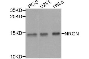 Western blot analysis of extracts of various cells, using NRGN antibody.